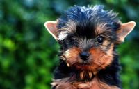 5 maladies les plus courantes chez les chiens de petite taille